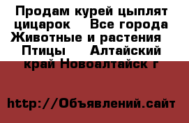 Продам курей цыплят,цицарок. - Все города Животные и растения » Птицы   . Алтайский край,Новоалтайск г.